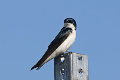 Tree Swallow