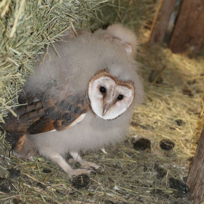 Barn Owlet