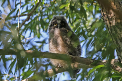 Long-eared Owlet