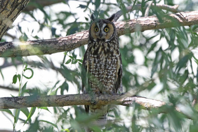 Long-eared Owl