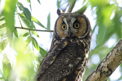 Long-eared Owl