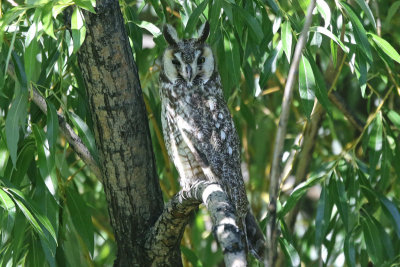 Long-eared Owl