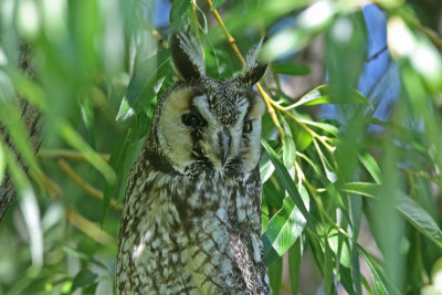 Long-eared Owl