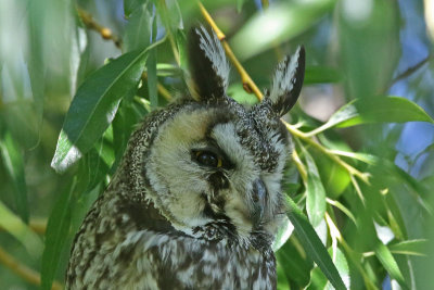 Long-eared Owl