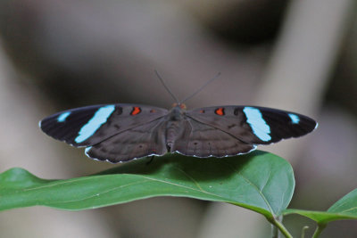 Butterflies of Peru