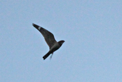 Lesser Nighthawks (ID photos)