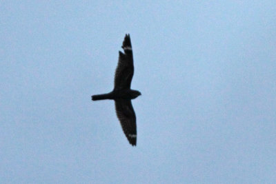 Lesser Nighthawks (ID photos)