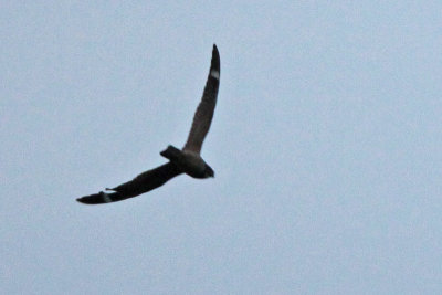 Lesser Nighthawks (ID photos)