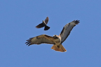 Red-tailed Hawk and Blackbird