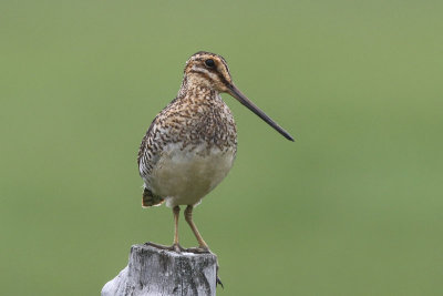 Wilson's Snipe