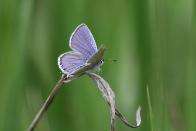 Western-tailed Blue
