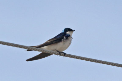 Tree Swallow