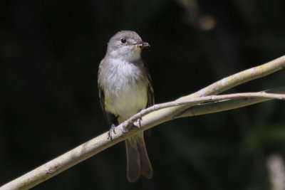 Willow Flycatcher