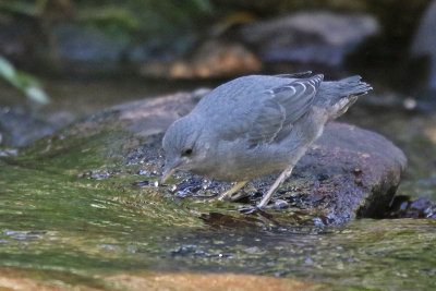 American Dipper