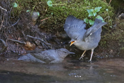 American Dippers