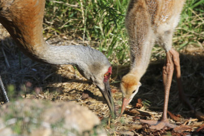 Sandhill Crane with Colt