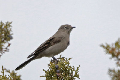 Townsend's Solitaire