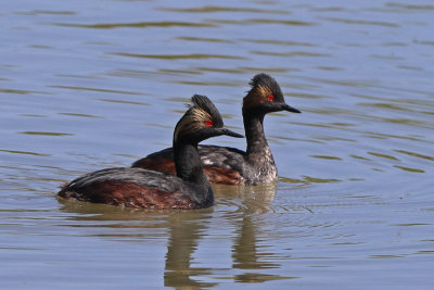 Eared Grebes