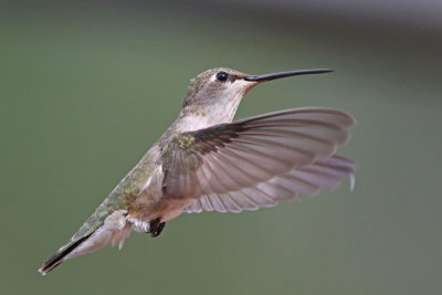 Broad-tailed Hummingbird