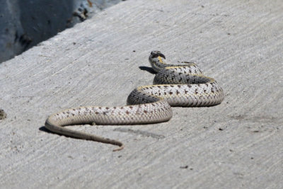 Unidentified snake