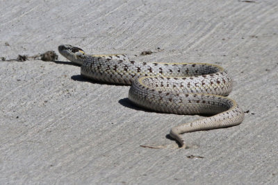 Unidentified snake