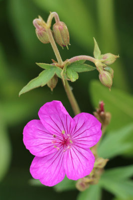 Sticky Geranium