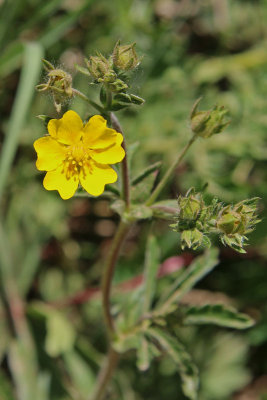 Slender Cinquefoil