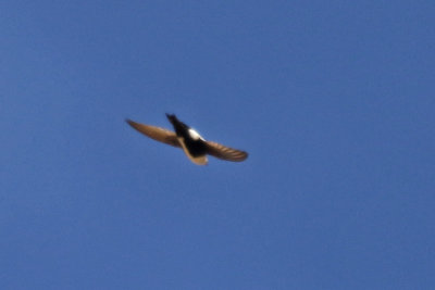 White-throated Swifts