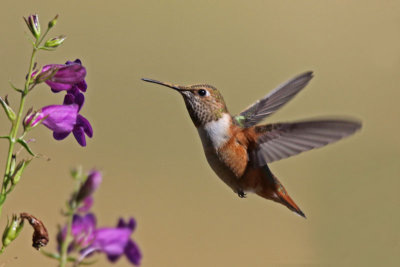 Hummingbirds and swifts