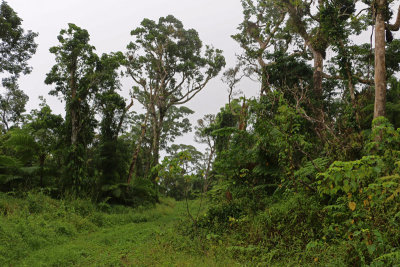 Birding spot on Taveuni