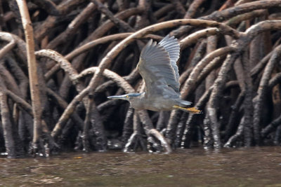 Mangrove Heron