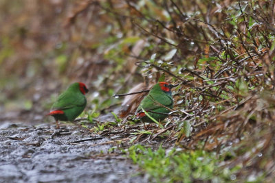 Fiji Parrotfinches