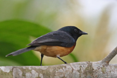 Vanikoro Broadbill