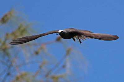 Black Noddy