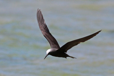 Black Noddy