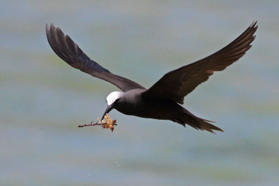 Black Noddy