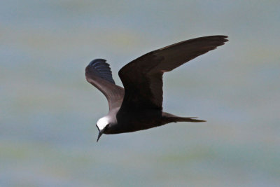 Black Noddy