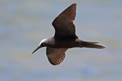 Black Noddy