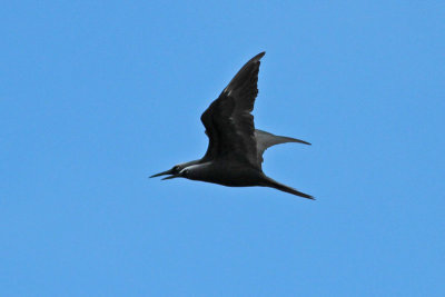 Black Noddies