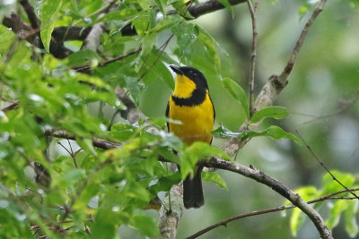 Golden Whistler