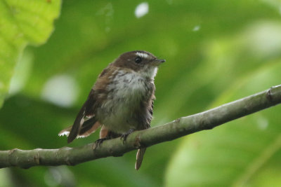 Streaked Fantail