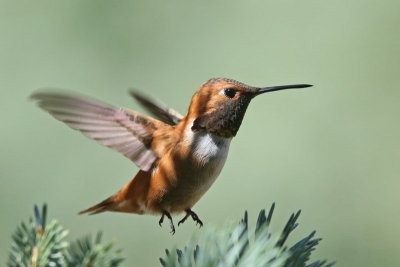 Rufous Hummingbird