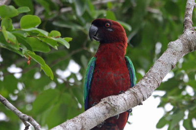 Red Shining Parrot