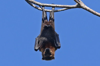 Bats and other nature photos