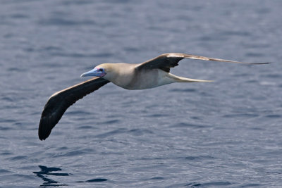 Red-footed Booby