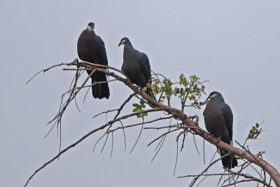 White-throated Pigeon