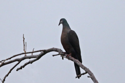 White-throated Pigeon
