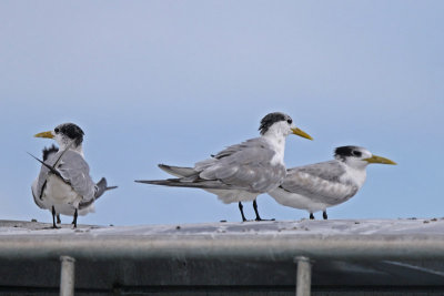 Greater Crested Tern