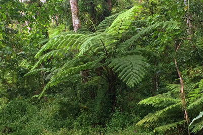 Tree fern in birding spot.