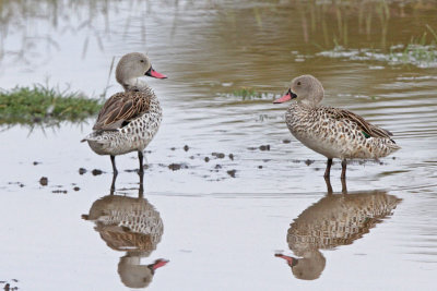 Cape Teal